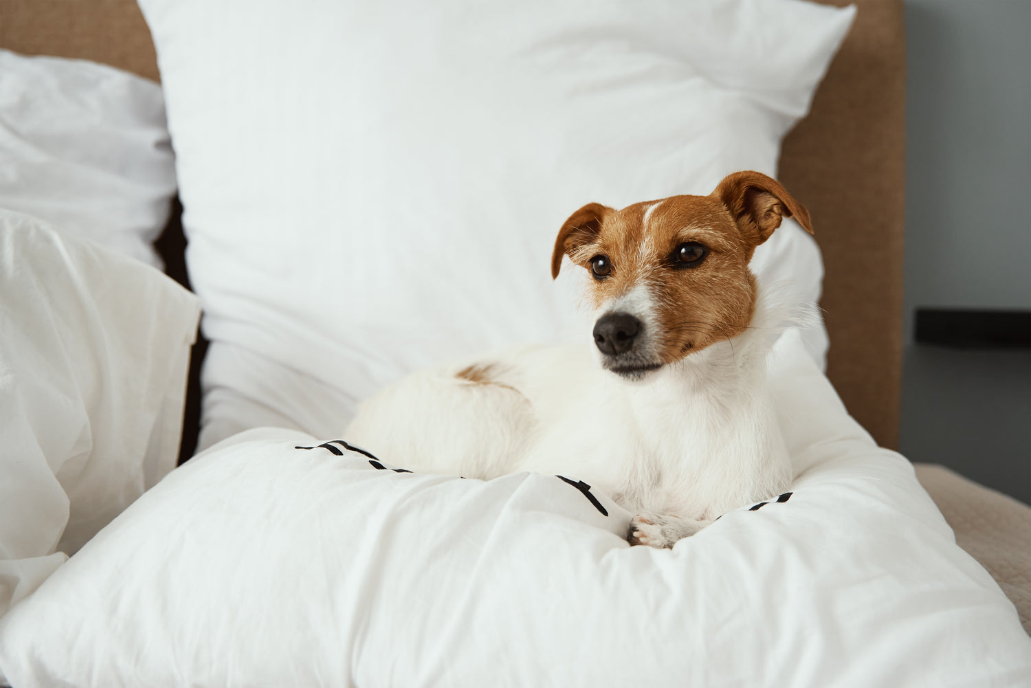 Dog on natural bedding