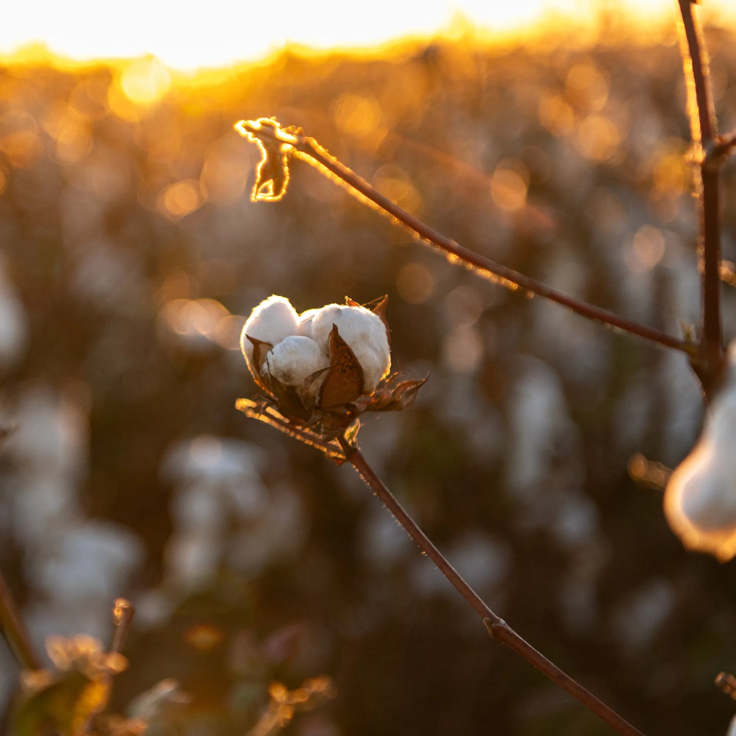 Organic Cotton Terry Cloth Bath Towel Set
