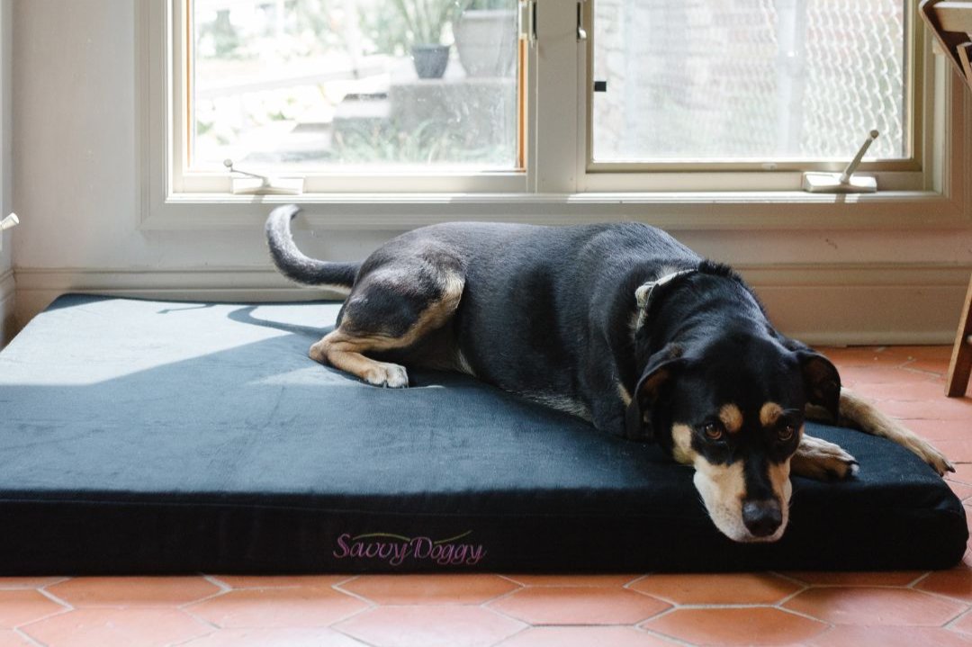 Savvy Doggy - Comfort Pure
