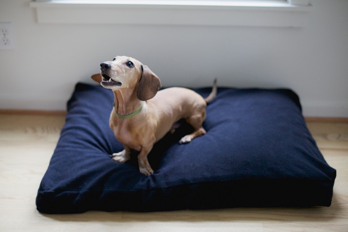 Savvy Doggy - Comfort Pure
