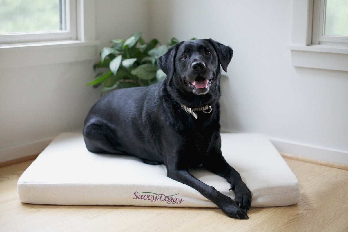 Savvy Doggy - Comfort Pure