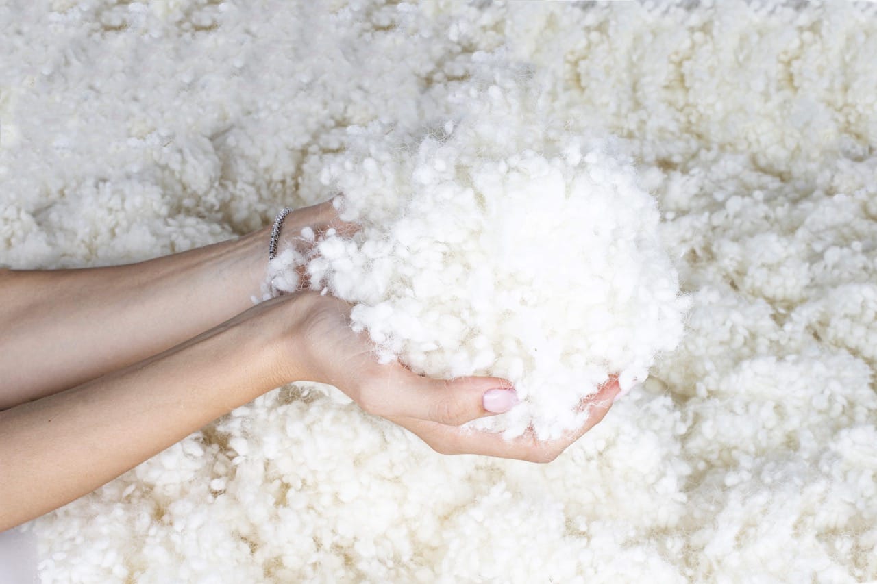 Hands holding wool fibers