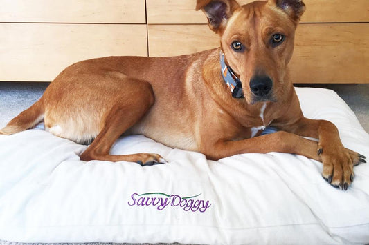 Savvy Doggy - Comfort Pure