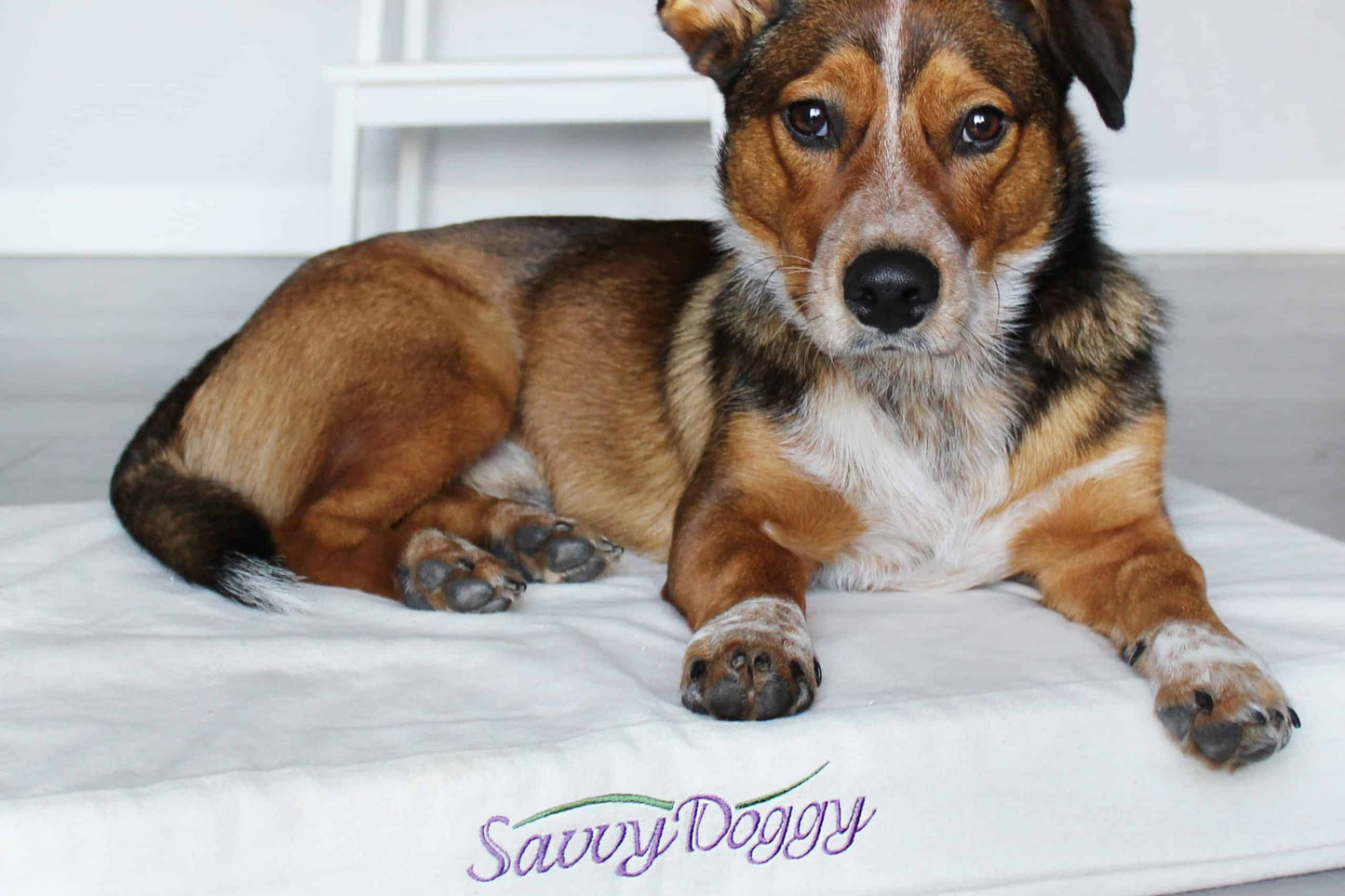 Savvy Doggy - Comfort Pure