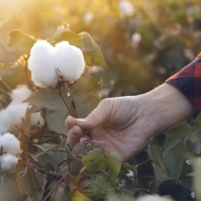 Organic Cotton Velour Bathrobe