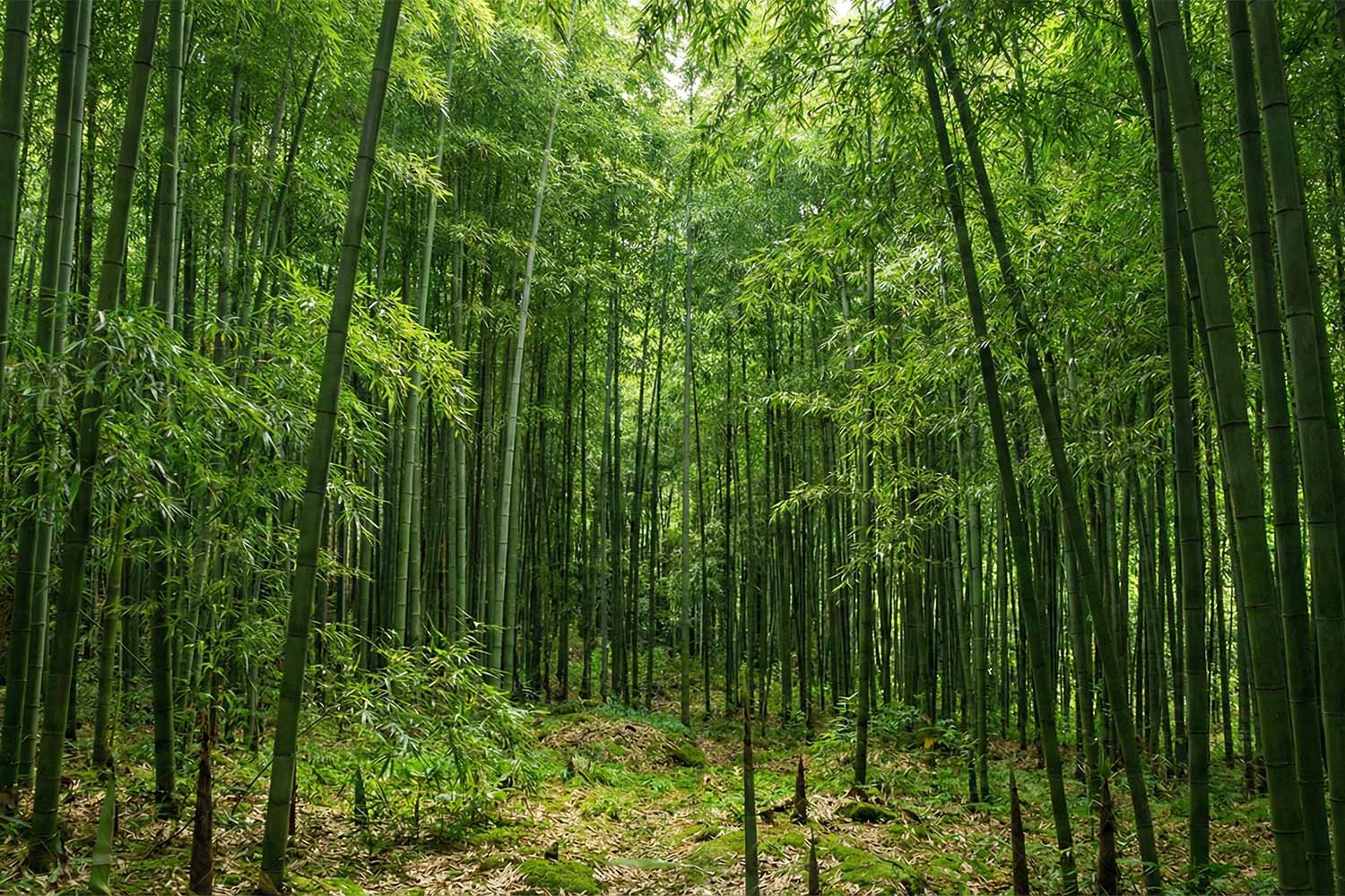 Why Bamboo Furniture – Sustainable, Strong & Eco-Friendly