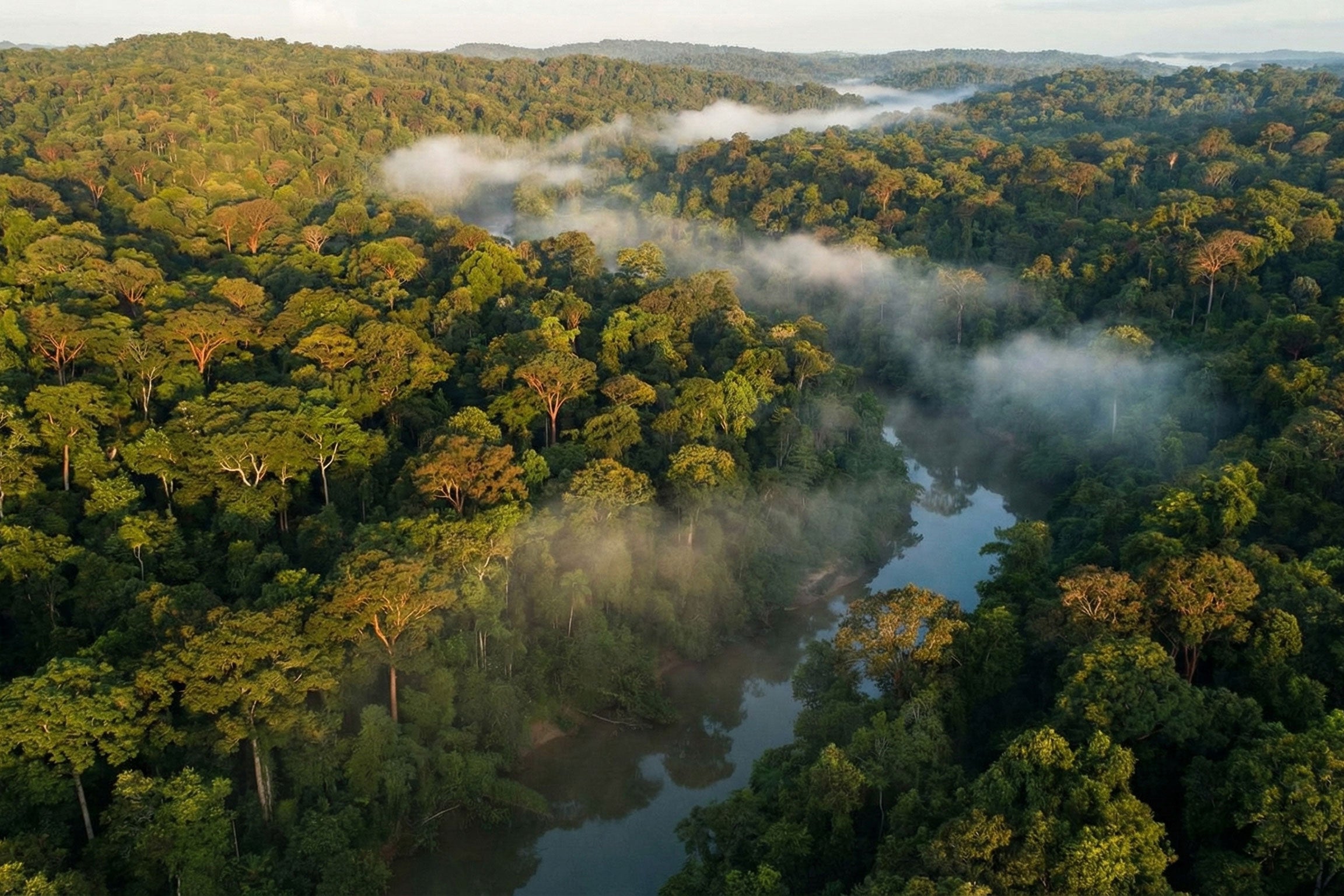 Bird view of Indonesian mahogany tree forest