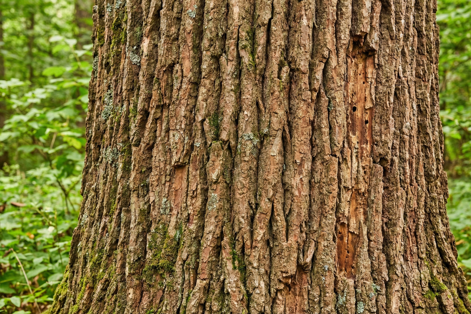 Close up shot of an American oak